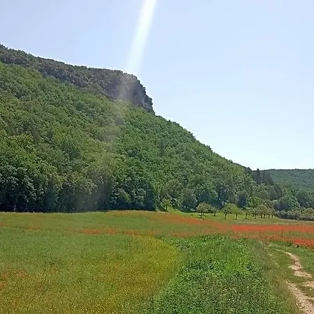 Les Jonquilles
