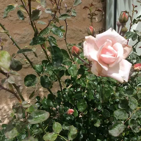 Les Jonquilles Отель типа 