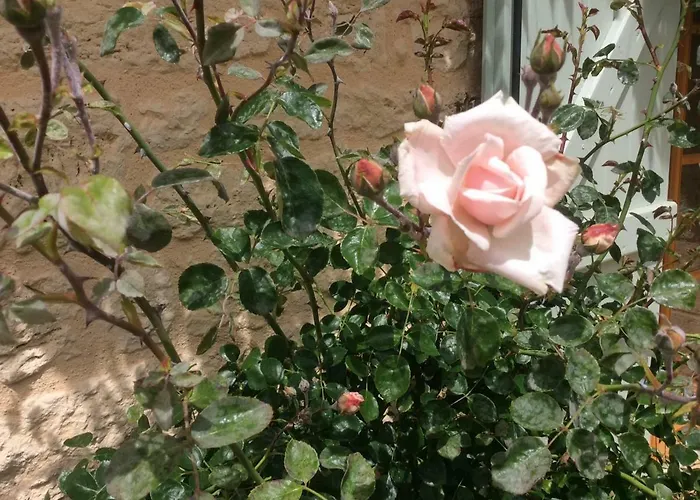 Les Jonquilles Bed & Breakfast 4*